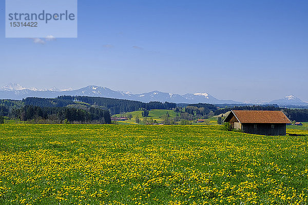 Gelbe ländliche Wiese mit Bergen im fernen Hintergrund  Marktoberdorf  Bayern  Deutschland