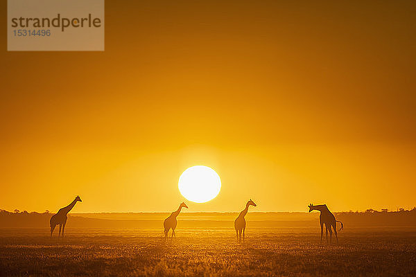 Afrika  Namibia  Etoscha-Nationalpark  Giraffen bei Sonnenuntergang  Giraffa camelopardalis
