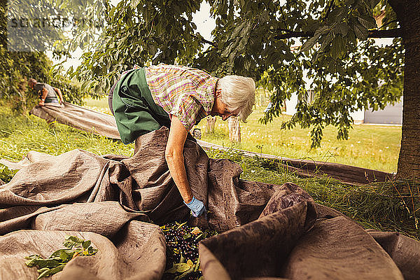 Ältere Frau sortiert geerntete Kirschen im Obstgarten