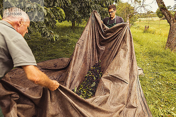 Zwei Männer bei der Kirschenernte im Obstgarten  die Kirschen in einer Plane sammeln