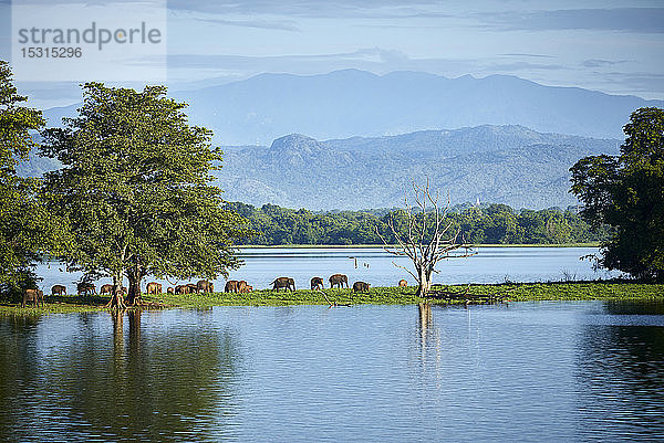 Blick auf die Halbinsel am Udawalawe-Stausee mit jungen Elefanten  Udawalawa-Nationalpark  Sri Lanka