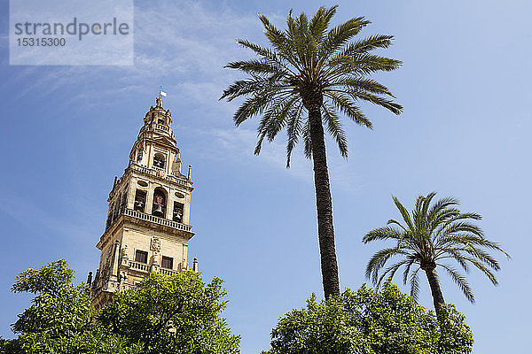 Spanien  Andalusien  Córdoba  Torre del Alminar der Moschee: Kathedrale und Palmen