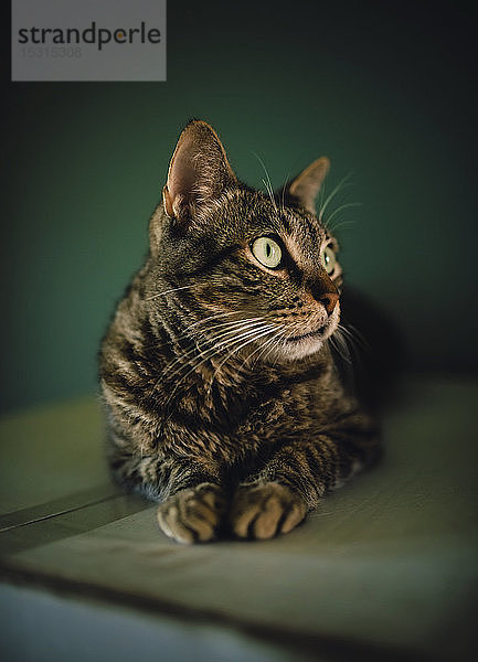 Porträt einer gestromten Katze  die etwas beobachtet