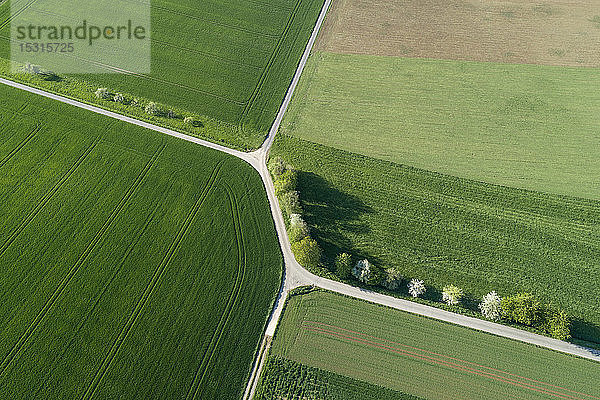 Luftaufnahme einer Baumstraße mit Einschnitt durch landwirtschaftliche Felder  Franken  Bayern  Deutschland