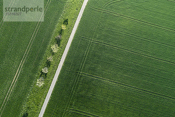 Luftaufnahme einer mit Bäumen bestandenen Straße durch landwirtschaftliche Felder Franken  Bayern  Deutschland