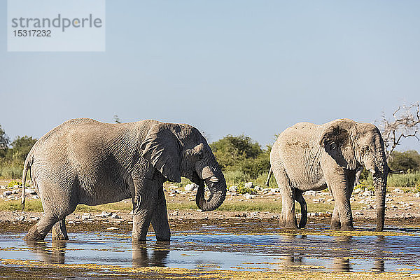 Namibia  Etoscha-Nationalpark  zwei am Wasserloch trinkende afrikanische Elefanten