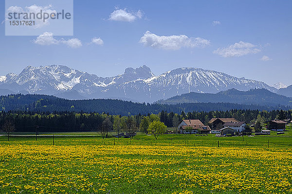 Gelbe ländliche Wiese mit DorfhÃ?usern undÂ AlpenÂ im Hintergrund  Seeg  Bayern  Deutschland
