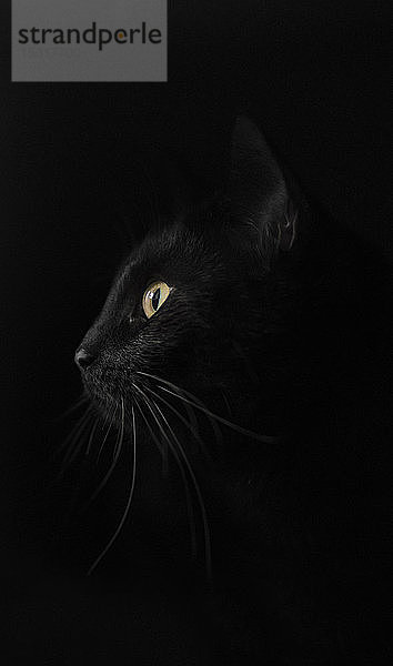 Profil einer schwarzen Katze vor schwarzem Hintergrund