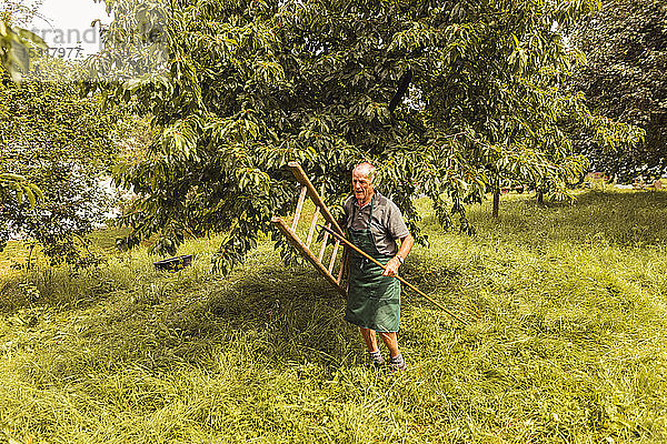 Älterer Mann trägt Leiter während der Kirschenernte im Obstgarten