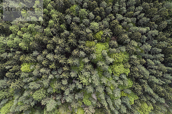 Luftaufnahme der Straße durch den Wald  Frühling  Steigerwald  Franken  Bayern  Deutschland