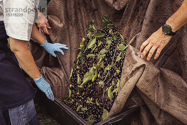 Arbeiterinnen und Arbeiter bei der Kirschenernte im Obstgarten  Kirschen in die Kiste schütten