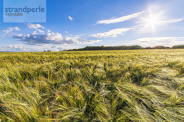 UK  Schottland  East Lothian  Gerstenfeld (Hordeum vulgare) an sonnigen Tagen