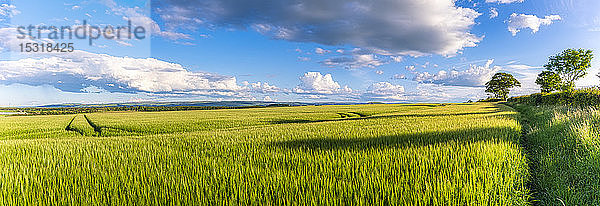 UK  Schottland  East Lothian  Gerstenfeld (Hordeum vulgare) an sonnigen Tagen