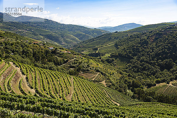 Landschaftliche Ansicht von Weinbergen auf Hügeln vor blauem Himmel