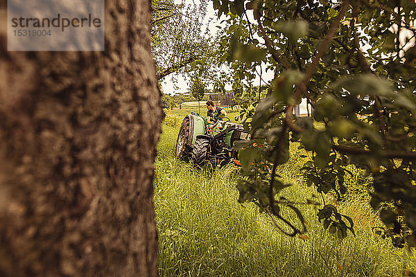 Mann auf Traktor im Kirschgarten