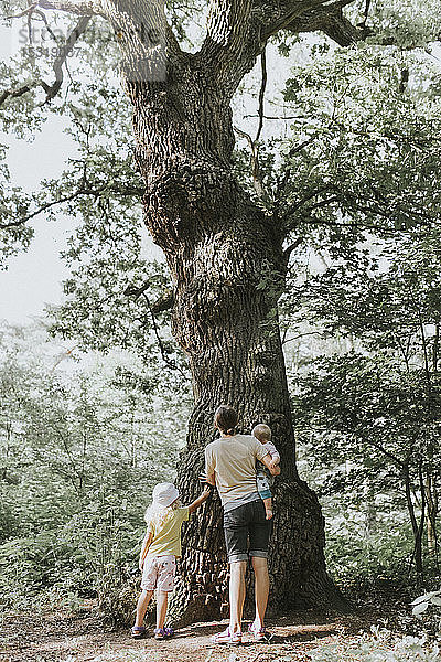 Mutter mit zwei Töchtern bewundert großen Baum in einem Wald