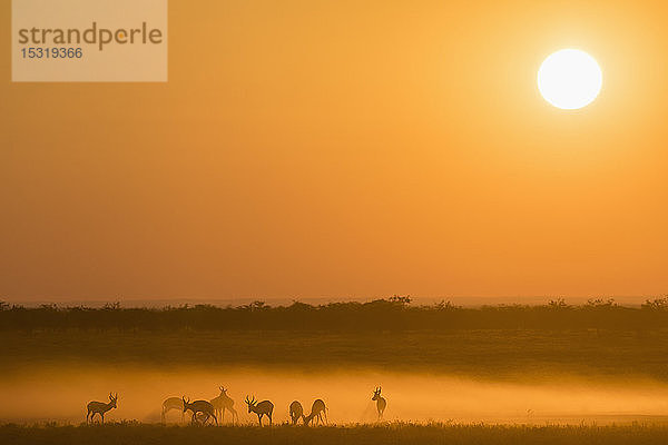 Afrika  Namibia  Etoscha-Nationalpark  Springböcke  Antidorcas marsupialis  bei Sonnenuntergang