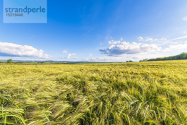 UK  Schottland  East Lothian  Gerstenfeld (Hordeum vulgare) an sonnigen Tagen