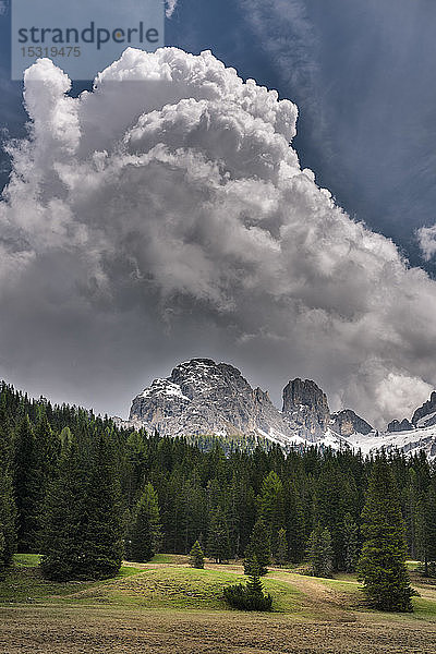 Wald vor den Bergen Elferkofel und Sextener Rotwand  Südtirol  Italien