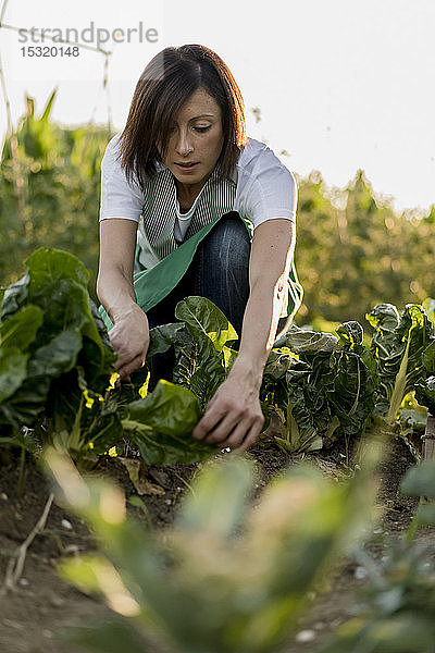 Frau arbeitet in ihrem Gemüsegarten