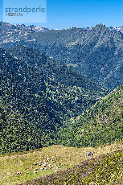 Frankreich  Pyrenäen-Nationalpark  Hautes-Pyrenees  Hautacam-Gebirge  eine Rinderherde bei den Layous-Hütten im Isaby-Tal