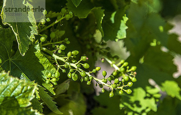 Frankreich  Vaucluse  Venasque  Blütenstand der Weintraube