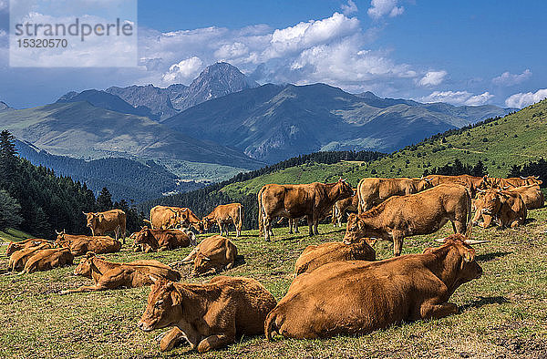 Frankreich  Hautes Pyrenees  Kühe auf dem Col d'Aspin (1489 Meter hoch) zwischen dem Vallee d'Aure und dem Vallee de Campan  Blick auf den Pic du Midi von Bigorre