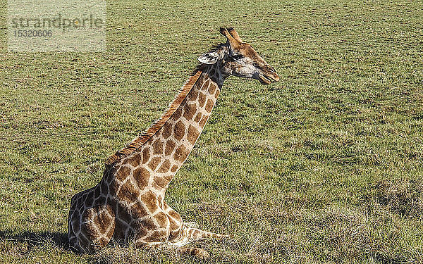 Südafrika  Garden Route  Plettenberg Bay  Wildreservat  sitzende Giraffe (Giraffa camelopardalis)