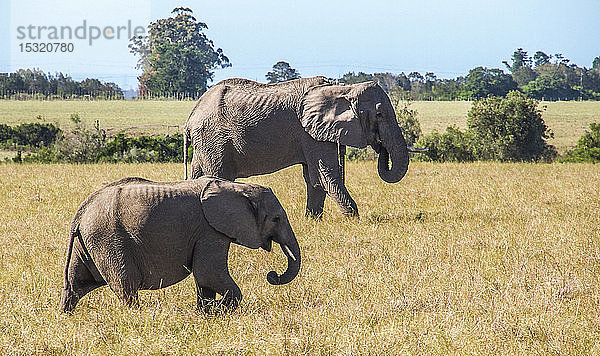 Südafrika  Garden Route  Plettenberg Bay  Wildreservat  Afrikanischer Elefant (Loxodonta africana) und seine Jungen