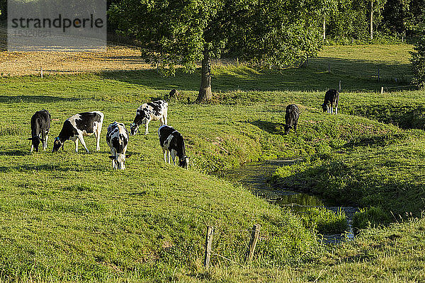 Kühe auf einer Weide  Normandie  Frankreich