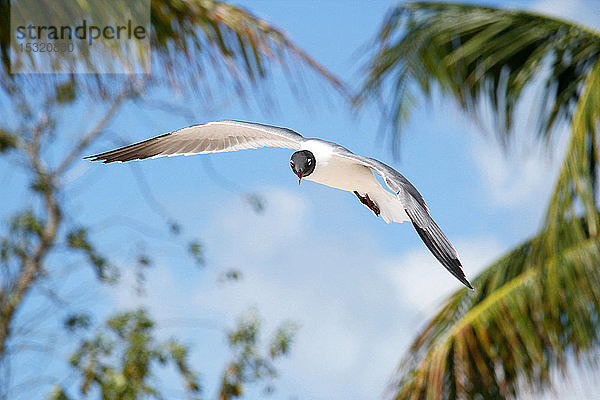 USA. Florida. Die Keys. Insel Marathon. Sombrero-Strand. Möwe fliegend.