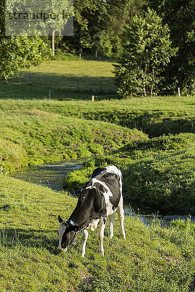 Kühe auf einer Weide  Normandie  Frankreich