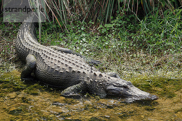 USA. Florida. Big Cypress National Preserve. Alligator.