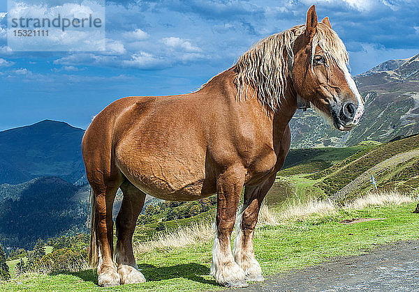 Frankreich  Pyrenäen-Nationalpark  Hautes-Pyrenees  Hautacam  Pferd im Berg am Col de Moulata