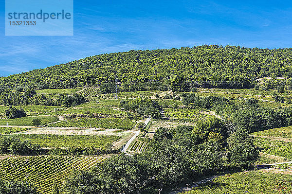Frankreich  Drome  Provence  Reben und Vinsobres