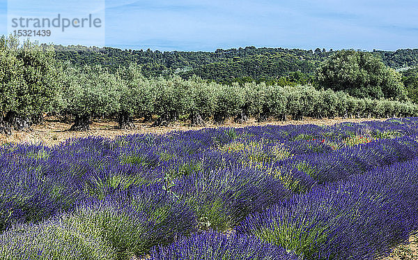 Frankreich  Drome  Regionalpark der Baronnies provencales  Venterol (bei Nyons)  Lavendelfeld und Olivenhain