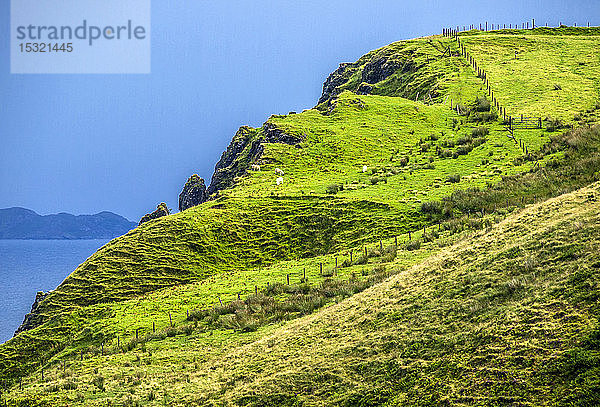 Europa  Großbritannien  Schottland  Hebriden  Isle of Skye  Schafe an der Klippe auf der Halbinsel Trotternish
