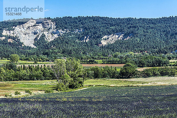 Frankreich  Vaucluse  Landschaft von Saint-Saturnin-les-Apt mit einem Lavendelfeld