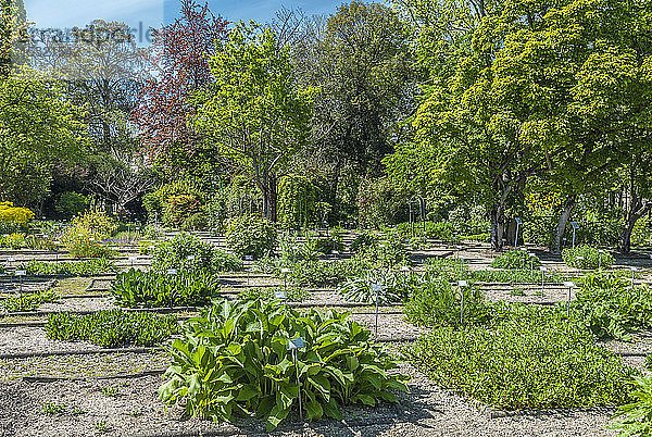 Frankreich  Gironde  Bordeaux  Botanischer Garten des Jardin Public