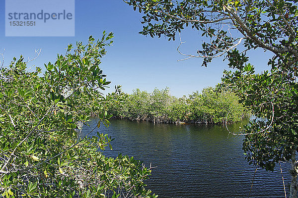 USA. Florida. Big Cypress National Preserve. Der Rundweg. Blick auf die Sümpfe und den Wald.