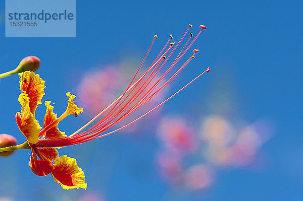 Blütenstempel des Flamboyantbaums  Mayotte  Frankreich