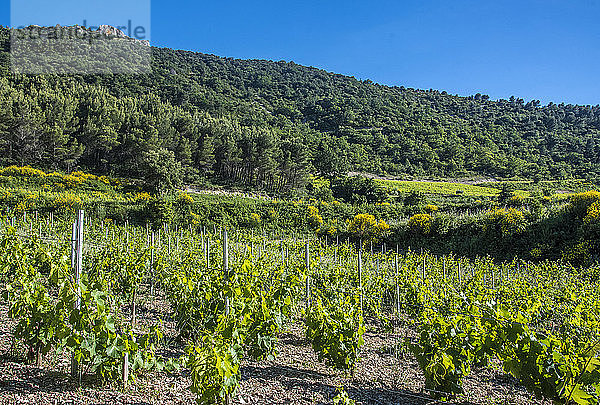 Frankreich  Vaucluse  Gigondas  Landschaft der Cotes-du-Rhone Villages ACO Weinberge