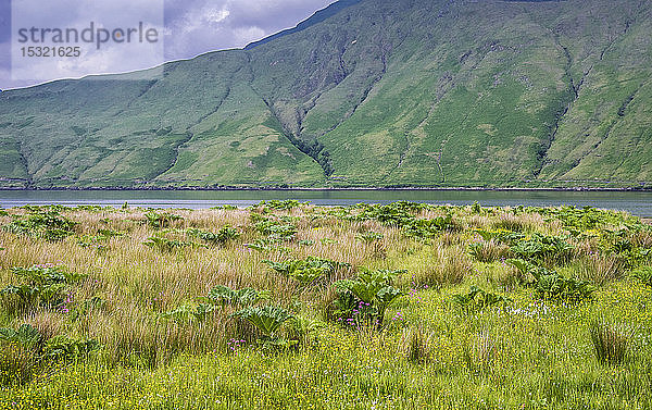 Republik Irland  Grafschaft Mayo  der Fjord von Killary  wilder Rhabarber (invasive Pflanze)