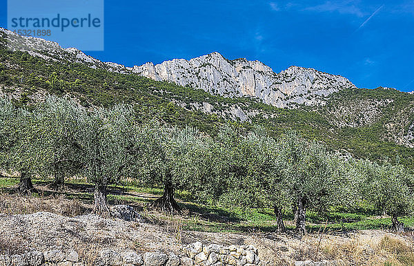 Frankreich  Drome  Regionaler Naturpark der provenzalischen Baronnies  jahrhundertealte Olivenbäume
