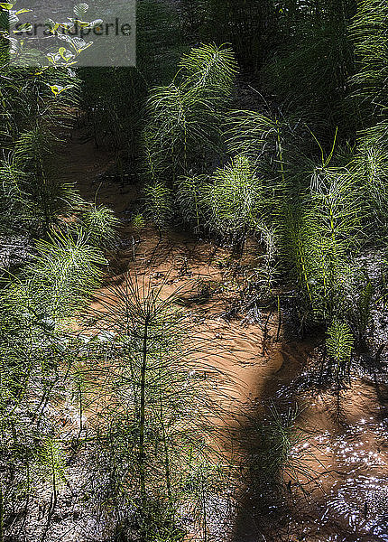 Frankreich  Vaucluse  Rustrel  Feuchtgebiet mit Schachtelhalmen im provenzalischen Colorado