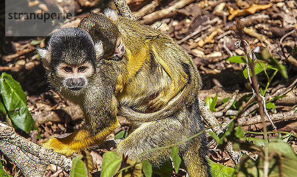 Südafrika  Provinz Westkap  Garden Route  Nature's Valley  Monkeyland Primate Sanctuary  Totenkopfäffchen (Saimiri) trägt sein Junges auf dem Rücken
