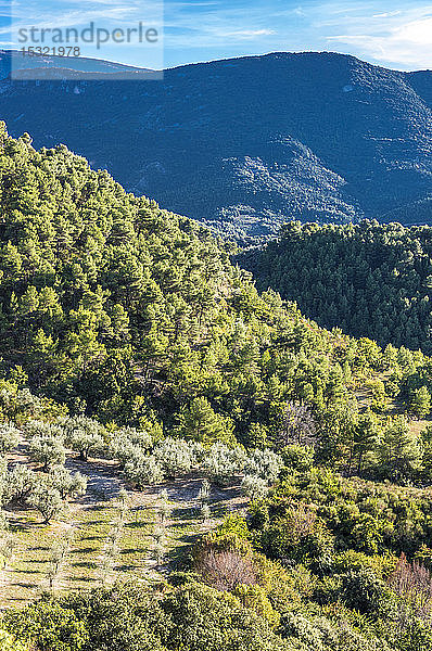 Frankreich  Drome  Regionaler Naturpark der provenzalischen Baronnies  junge Olivenbäume in der Plantage