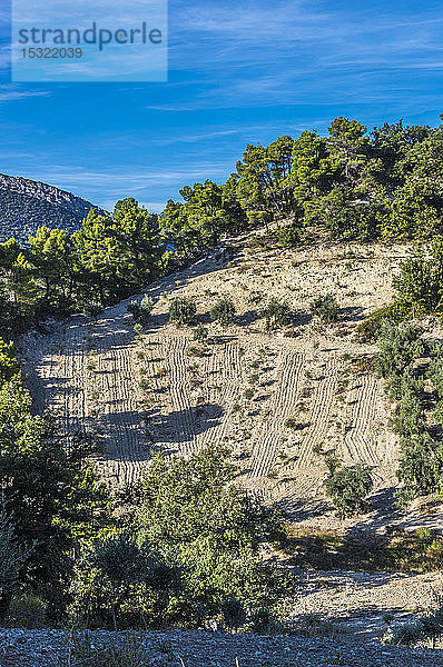 Frankreich  Drome  Regionaler Naturpark der provenzalischen Baronnies  junge Olivenbäume in Buis-les-Baronnies