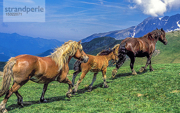 Frankreich  Pyrenäen  zwei Pferde und ein Fohlen tummeln sich in den Bergen