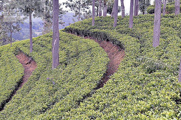 Sri Lanka  Region Bandarawela und Haputale  Teeplantage. Die Plantagen werden sorgfältig gepflegt.